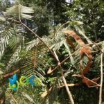 YOPO - VILCA SEEDS / 200gr at 1kg - (Anadenanthera Peregrina) 100% Pure Natural and Organic - Image 2